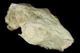 Fossil Oreodont (Merycoidodon) Skull - Wyoming #174372-5